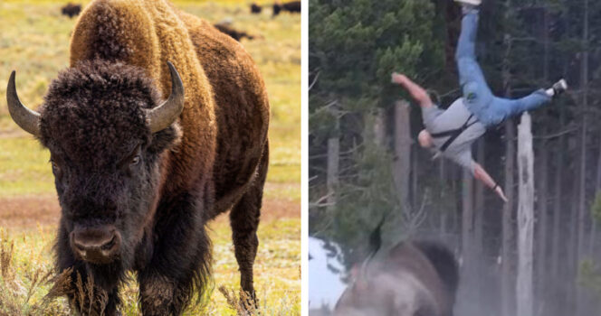 Bison-Yellowstone-664x350-1.jpg