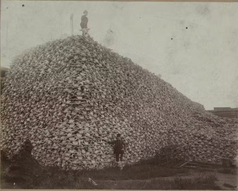 bison1-768x617.jpg