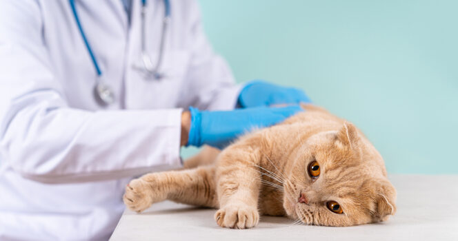 Cat-664x350-1.jpg