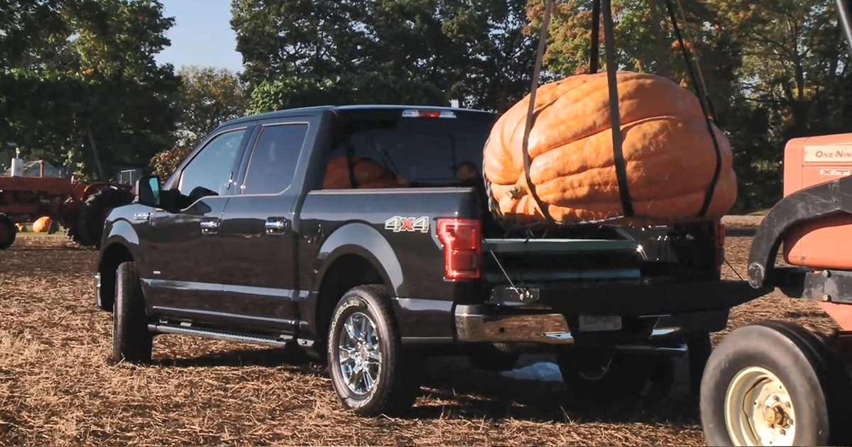 Ford F150 Hauling 1,200 Pound Giant Pumpkin.jpg