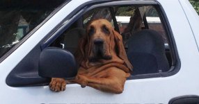 6 Ford Truck Mods For Your Dog.jpg